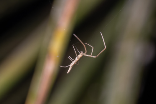 Tetragnatha isidis