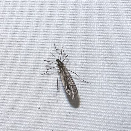 Unknown species found near Sheridan St, Memphis, TN, US
