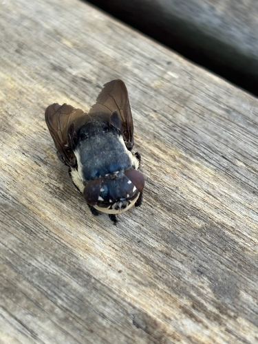 Unknown species found near Forsonville Ln, Garrison, NY, US