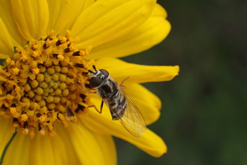 Unknown species found near Highland, Austin, TX 78752, USA