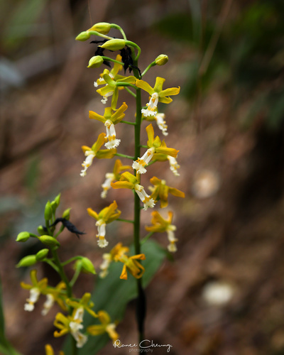 Inverted-Heart Orchid
