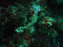 Ornate Ghost Pipefish