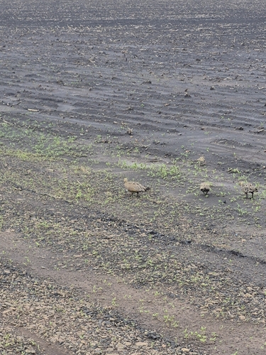 Yellow-throated Sandgrouse