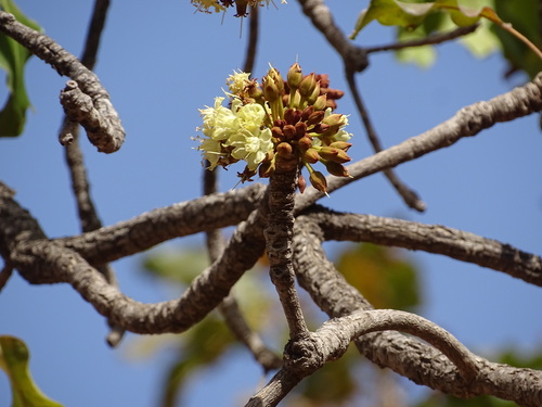 Shea Tree