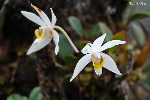 Dendrobium longipes