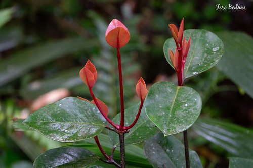 Rhododendron