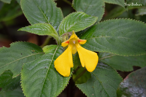 Impatiens oncidioides
