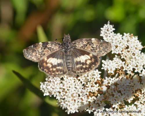 White-patched Skipper