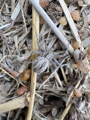 Cricket Thief Spider