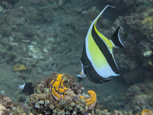 Zanclus cornutus
