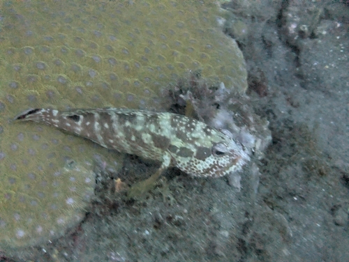Cephalopholis leopardus
