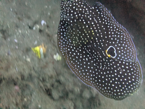 Calloplesiops altivelis
