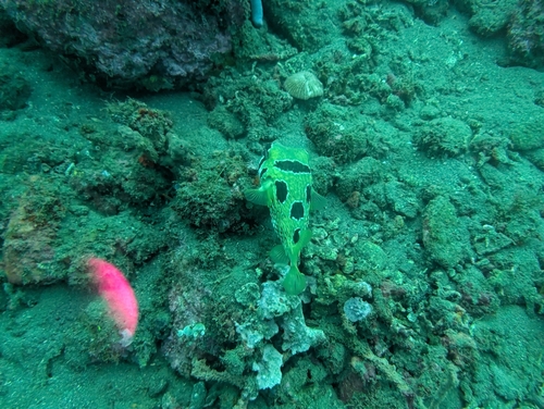 Diodon liturosus
