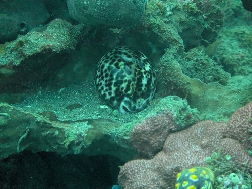 Cypraea tigris