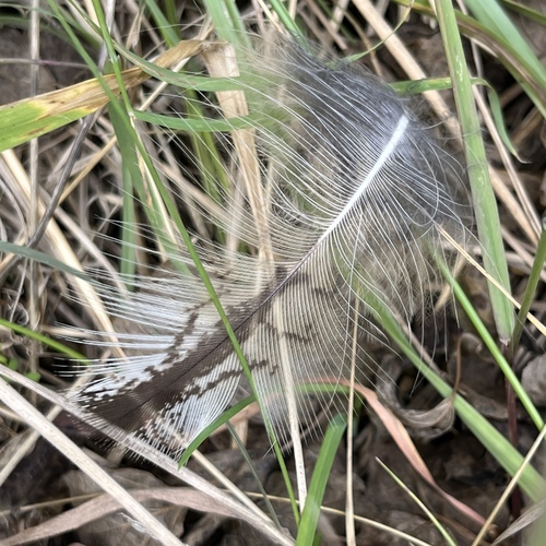 View observation of {o.common_name} on iNaturalist