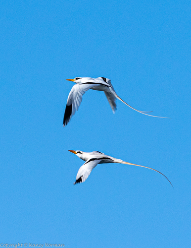 White-tailed Tropicbird