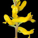 Corydalis micrantha australis - Photo (c) arenicola, todos los derechos reservados, subido por arenicola