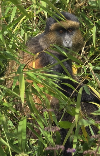 Golden Monkey