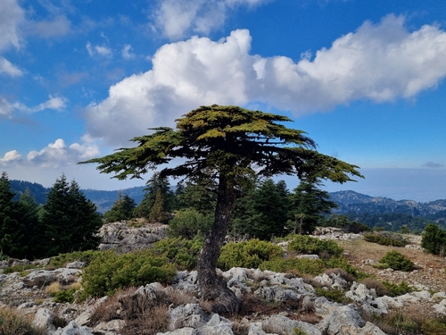 Lebanon cedar
