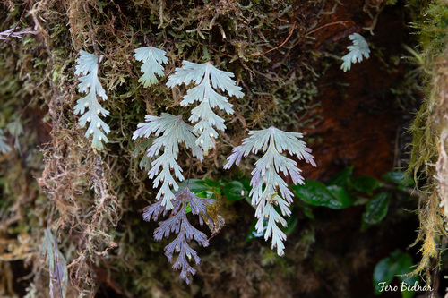 Hymenophyllum pallidum