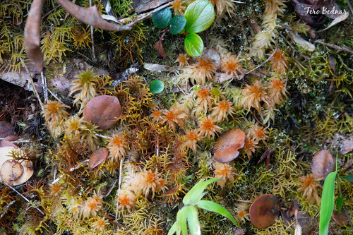 Sphagnum cuspidatulum