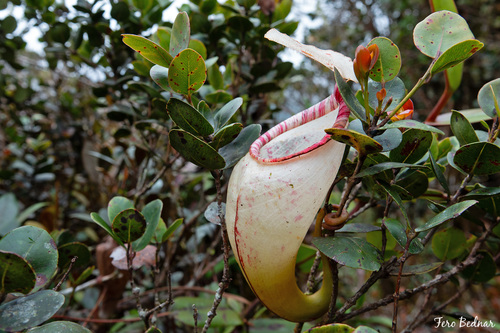 Nepenthes sericea