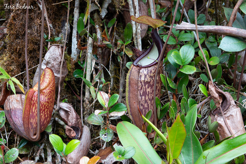 Nepenthes sericea