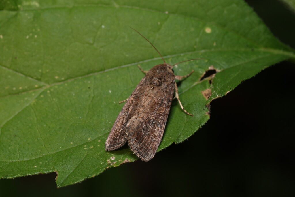 Fall Armyworm Moth from Kaufman County, TX, USA on July 25, 2025 at 09: ...