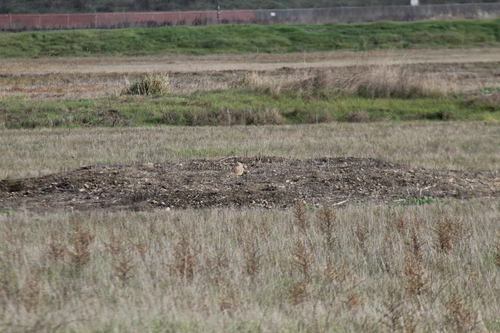 View observation of {o.common_name} on iNaturalist