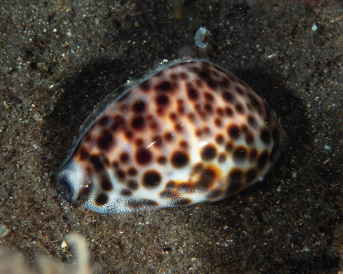 Tiger Cowry