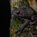 Thorny Tree Frog - Photo (c) Chien Lee, all rights reserved, uploaded by Chien Lee