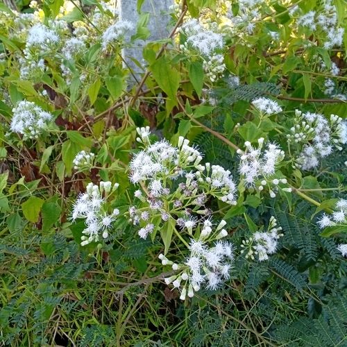 Siam weed