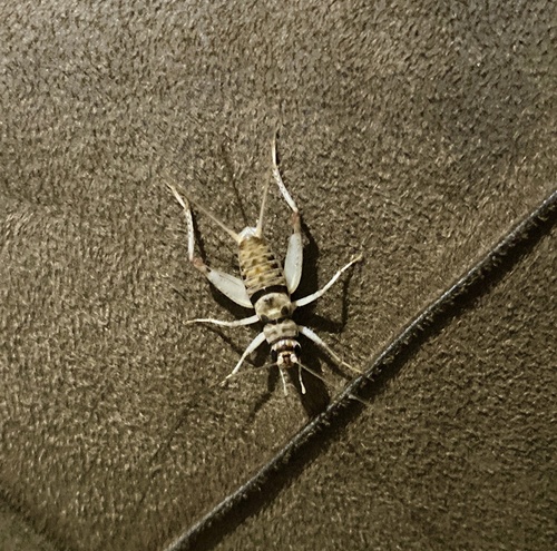 Tropical House Cricket