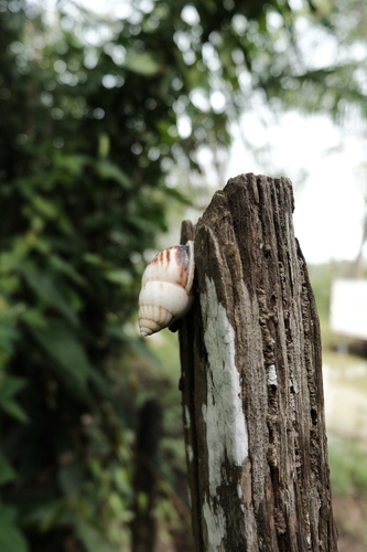 Amphidromus perversus