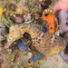 Observation photo