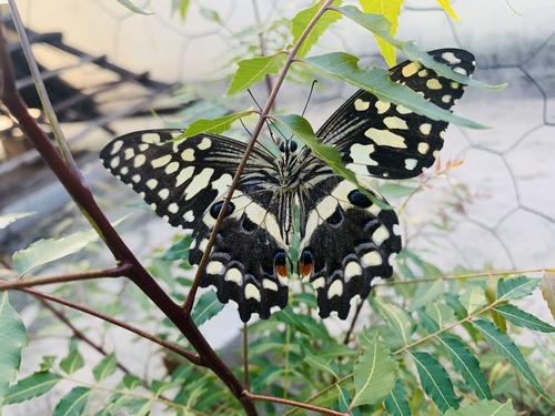 Citrus Swallowtail