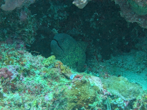 Gymnothorax flavimarginatus