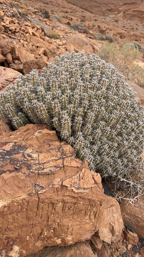Euphorbia officinarum echinus