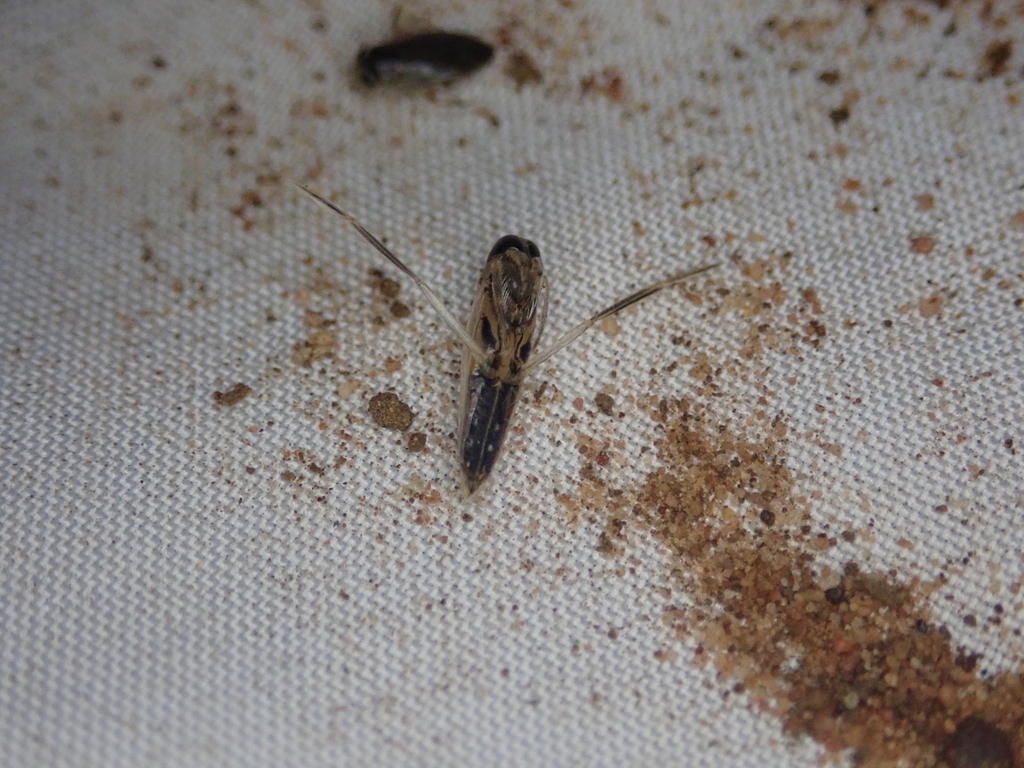 Common Backswimmers from Dr Kenneth Kaunda District Municipality, South ...
