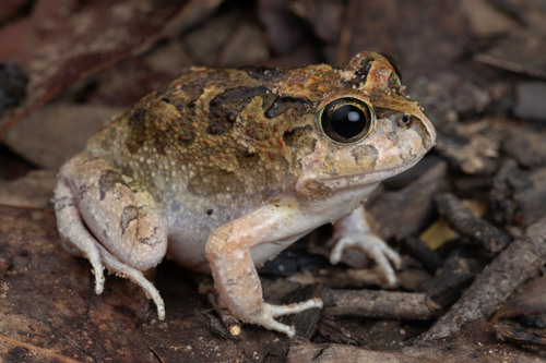 Platyplectrum ornatum (Gray, 1842)