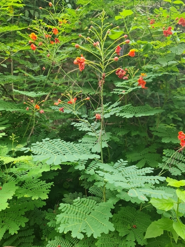 peacock flower