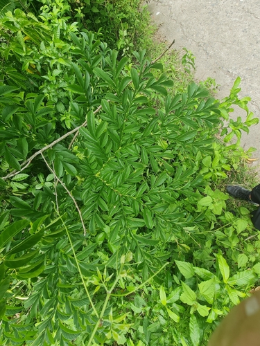 elephant-foot yam