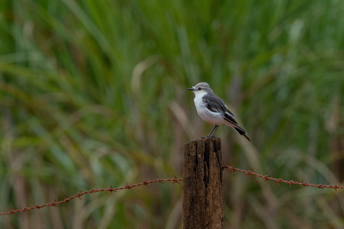 White-rumped Monjita