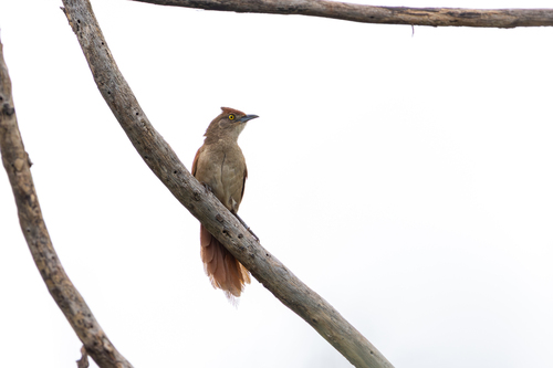 Greater Thornbird