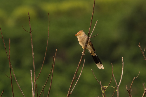 Guira Cuckoo