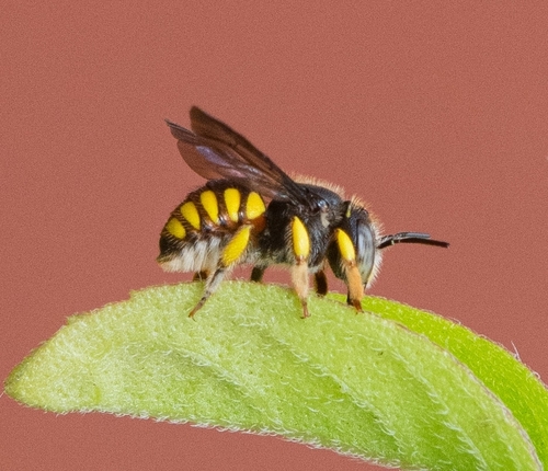 Pseudoanthidium truncatum