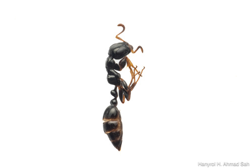 反结细长蚁Tetraponera inversinodis