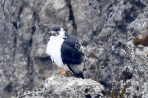 Augur Buzzard