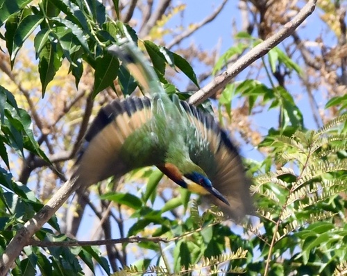 Ethiopian Bee-eater
