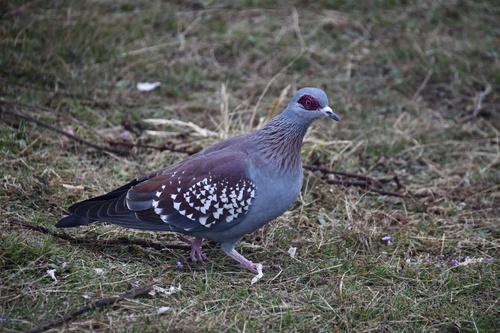 Speckled Pigeon